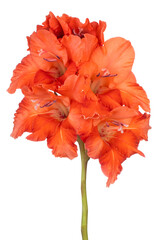 Wall Mural - gladiolus flower isolated