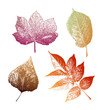 Collection of leaf rubbing/paint imprint style illustrations. Autumn themed leaves with transparent background in bright colours and gradients. Includes Sycamore, Ash, Elm tree, and Lyme tree leaves.