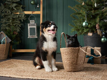 Puppy And Black Cat Playing By Christmas Tree. Australian Shepherd Dog, Pets In Holiday Decorations