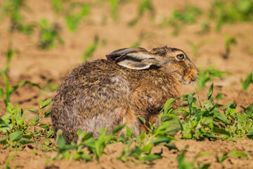 The European hare (Lepus europaeus), also known as the brown hare, is a species of hare native to Europe and parts of Asia. 