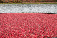 Cranberry Harvest In Autumn When Bogs Are Flooded And Bright Red Cranberry Fruits Float To The Surface In A Brilliant Fall Display Of Color And A Mainstay Of The Agricultural Industry In New England.
