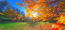Autumn Forest Branch. Orange Color Tree, Red Brown Oak Leaves In Fall City Park Nature Scene In Sunset Fog Woods In Scenic Garden Bright Light Sun Sky Sunrise Of A Sunny Day, Morning Ray Sunlight View