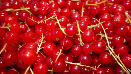 Wall Mural - there are a lot of red currants nearby . red background antioxidants of red currant 