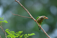 Lineated Barbet Bird (Megalaima Lineata) Perching On The Branch, Gren Background