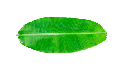 Wall Mural - Whole banana leaf isolated on transparent background - PNG format.