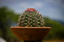 Cactus In A Pot Melocactus Bahiensis