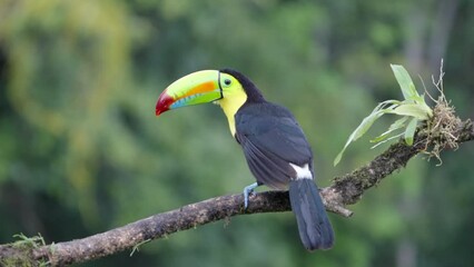 Wall Mural - a slow motion rear view clip of a keel-billed toucan perching on a branch in costa rica