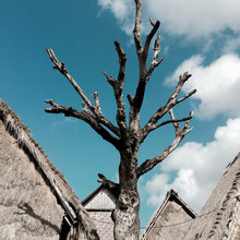Dead Tree Between The Rooftops, Over The Blue Sky