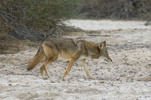 Coyote, Canis Latrans, Shown Walking In Death Valley National Park, California.