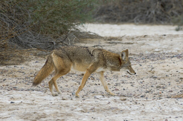 Wall Mural - Coyote, Canis latrans, shown walking in Death Valley National Park, California.