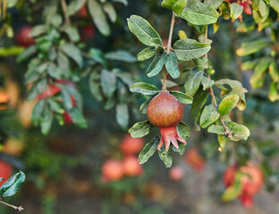 Sticker - Plantation of pomegranate trees in harvest season, great fruit for Rosh Hashanah