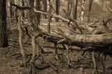 Fototapeta Dziecięca - Pine forest in Kiev Region. Nature of Eastern Europe at autumn