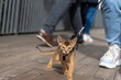 Abyssinian kitten walking with a young girl in the city.