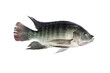 Animal tilapia fish food isolate