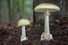 Death Cap - Amanita Phalloides - Deadly Poisonous Mushroom