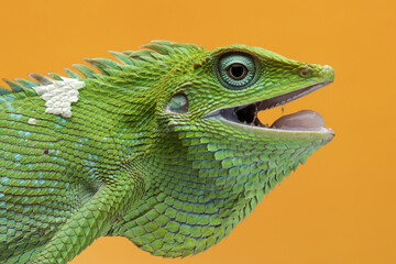 Wall Mural - closeup head of green lizard with yellow background