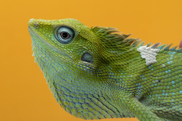 Wall Mural - closeup head of green lizard with yellow background, green lizard closeup head, closeup head jubata 