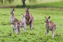 Wild Kangaroos In A Meadow, Alert And Watchful Of People And Other Animals.