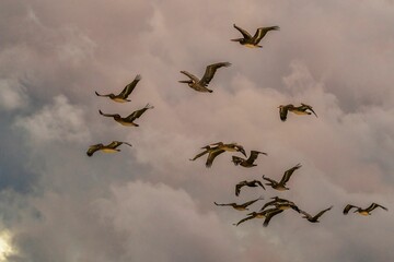 Sticker - Bird flying in the sky during sunset