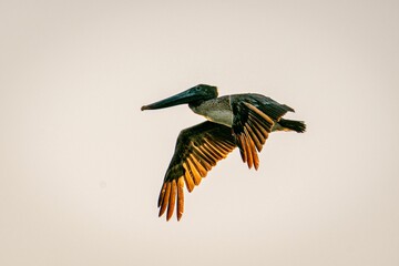 Wall Mural - Bird flying on the sky during sunset