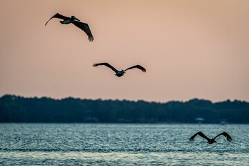 Poster - Bird flying over the sea during sunset