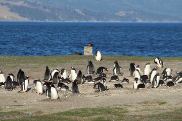 Sticker - Flock of penguins on the seashore during a sunny day