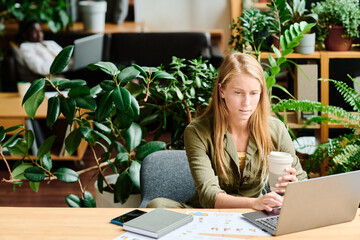 Wall Mural - Young serious blond businesswoman with cup of coffee sitting by desk in front of laptop and networking in office with green plants