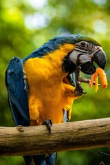 Canvas Print - Closeup shot of a macaw sitting on a branch