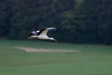 Wall Mural - White stork (Ciconia ciconia) in Switzerland