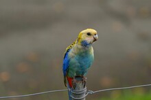 Beautiful Closeup Shot Of A Pale Head Rosella Sitting On A Wooden Post