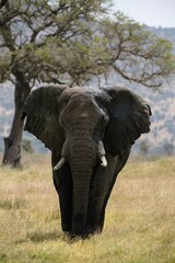 Wall Mural - Vertical shot of an African bush elephant with blurred background of rees and greenery