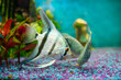 Opaline gourami and silver angelfish, feeding tropical fish in a home aquarium