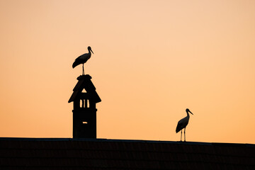 Wall Mural - White stork (Ciconia ciconia) in Switzerland