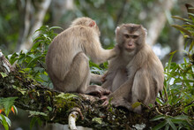 Two Monkeys Cleaning Each Other By Finding Ticks Or Flea On The Tree In The Forest.