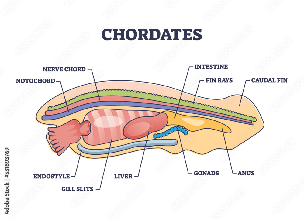 Vector de Stock Chordates zoology and detailed anatomy structure ...