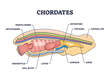 Chordates zoology and detailed anatomy structure outline diagram. Labeled educational scheme with notochord, nerve chord, endostyle or gill slits vector illustration. Caudal fin and rays location.