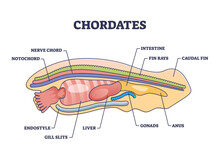 Chordates Zoology And Detailed Anatomy Structure Outline Diagram. Labeled Educational Scheme With Notochord, Nerve Chord, Endostyle Or Gill Slits Vector Illustration. Caudal Fin And Rays Location.