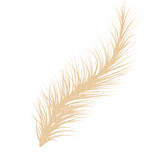 Fototapeta  - feather shape