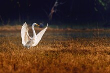 Closeup Shot Of An Eastern Great Egret With Its Wings Open In A Natural Surroundings Of Dry Grass