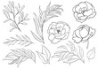 Leinwandbild Motiv Watercolor black outline peony flowers and garden leaves illustration element