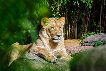 Wall Mural - Löwe ( Panthera leo ).