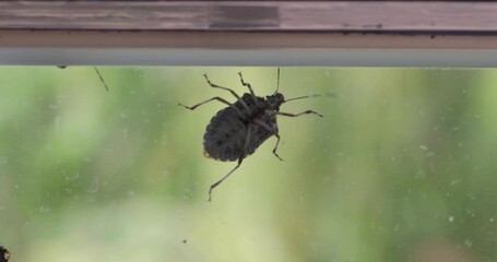 Wall Mural - Stink bugs closeup on the window