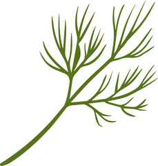 Wall Mural - Dill Herb Spice. Vector illustration