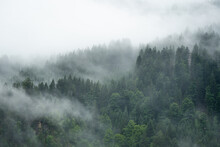 Amazing Mystical Rising Fog Forest Trees Landscape In Black Forest ( Schwarzwald ) Germany Panorama Background  - Dark Mood.