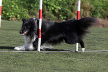 Fast And Crazy Black White Shetland Sheepdog Running Agility Slalom On Outside Competition During Sunny Summer Time. Smart, Working And Obedient Little Lassie, Small Collie Dog Doing Agility
