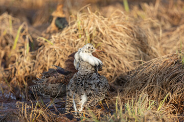 Wall Mural - A male ruff (bird) in breeding plumage stands on a large stone