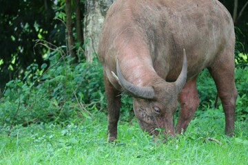 this albino buffalo is a rural animal with a unique genetic skin. with pinkish white skin, standing outdoors in Thailand