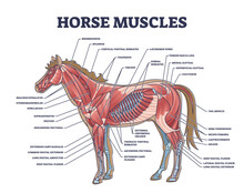 Horse Muscles Structure With Detailed Isolated Muscular System Anatomy Outline Diagram. Labeled Educational Veterinary Scheme With Animal Inner Parts And Body Detailed Explanation Vector Illustration.