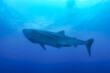 Whale shark (Rhincodon typus) mammal swimming in tropical underwaters. Shark in underwater wild animal world. Observation of wildlife ocean. Scuba diving adventure in Ecuador coast. Copy space