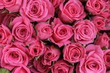 Bunch Of Fresh Pink Pale Roses Floral Background